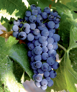 campo viejo tw jan 16