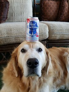 pabst dog tw 2816
